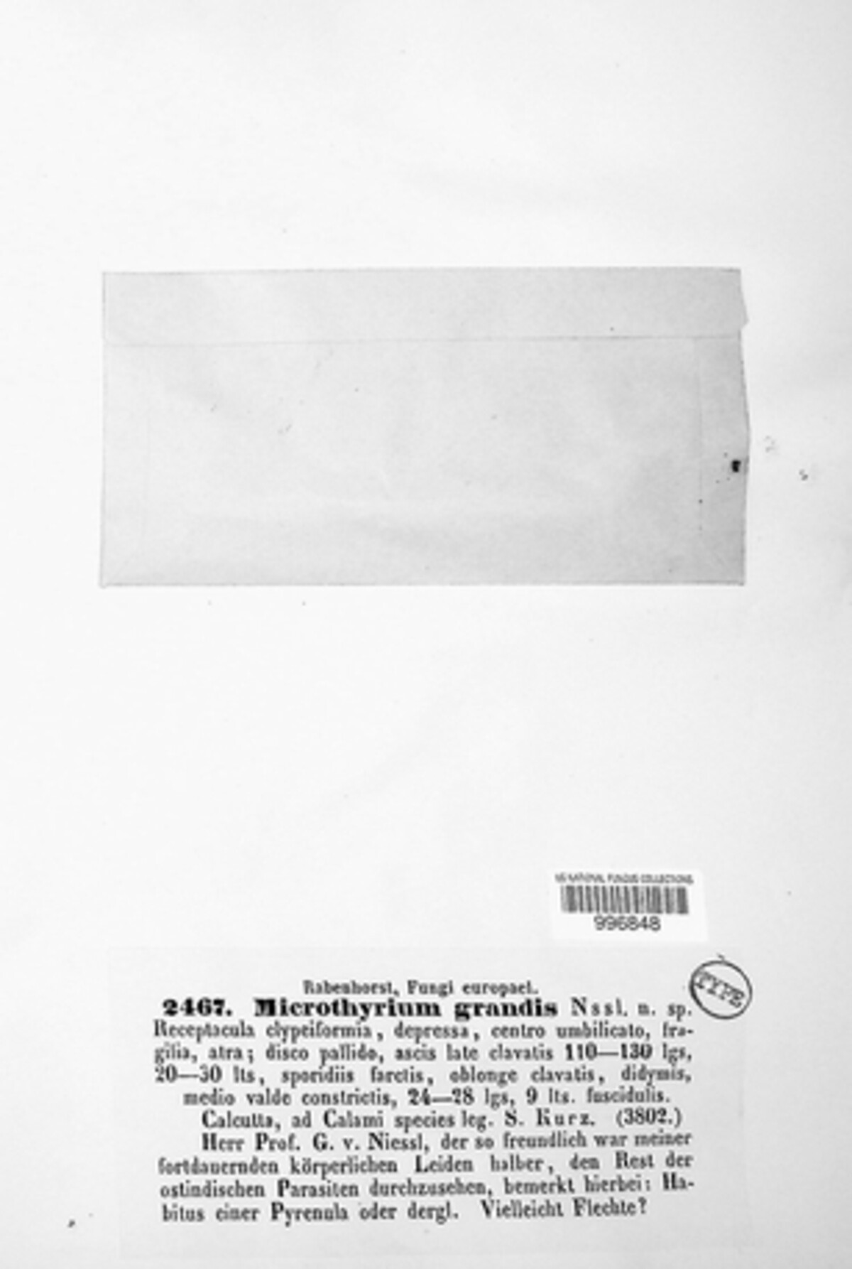 Palawania grandis image